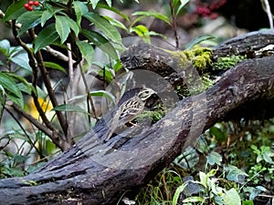 Black-faced bunting on a fallen log 16
