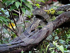 Black-faced bunting on a fallen log 17