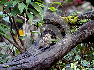 Black-faced bunting on a fallen log 18