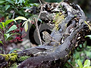 Black-faced bunting on a fallen log 2