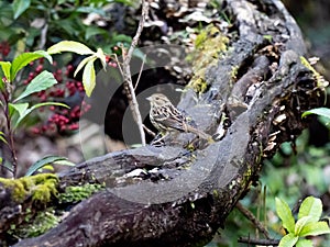 Black-faced bunting on a fallen log 22