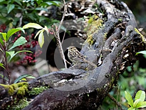 Black-faced bunting on a fallen log 3