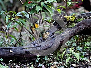 Black-faced bunting on a fallen log 4