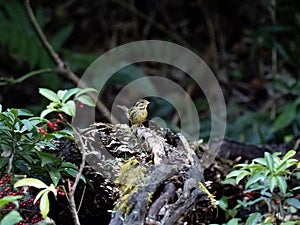 Black-faced bunting on a fallen log 7
