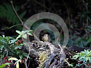 Black-faced bunting on a fallen log 8