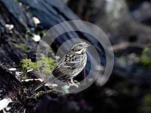 Black-faced bunting on a fallen log 9