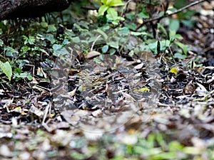 Black-faced bunting on a forest floor 1