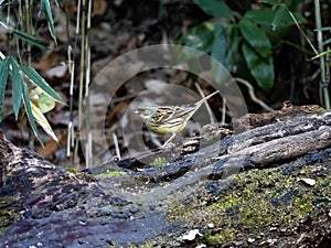 Black-faced bunting in a Japanese forest 10