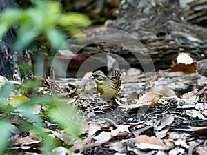 Black-faced bunting in a Japanese forest 3