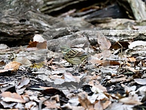 Black-faced bunting in a Japanese forest 6