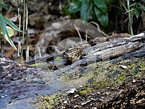 Black-faced bunting in a Japanese forest 7