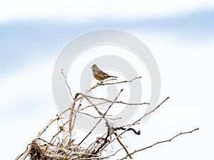 Black-faced bunting perched on brush 1