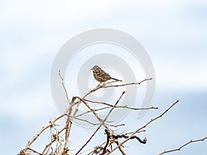 Black-faced bunting perched on brush 2