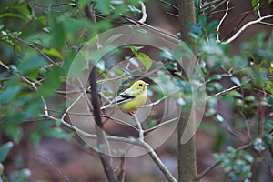 Black-faced bunting yellowish color variation in Japan