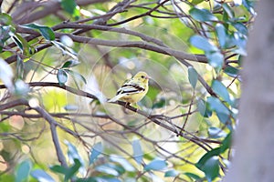 Black-faced bunting yellowish color variation in Japan