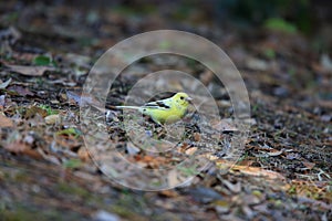 Black-faced bunting yellowish color variation in Japan photo