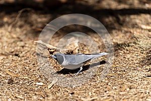 Black-faced cuckooshrike eating worm on the ground