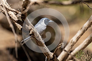 Black-faced cuckooshrike perched on tree