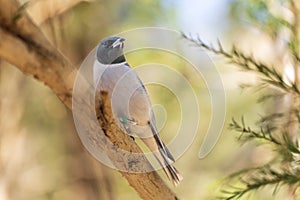 Black-faced cuckooshrike perched on tree