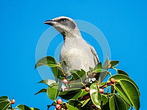 Black-faced Cuckooshrike in Queensland Australia