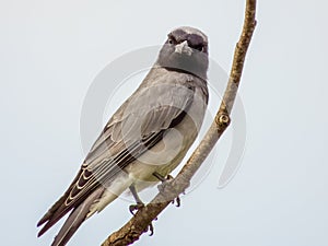 Black-faced Cuckooshrike in Queensland Australia