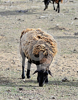 Black-faced Dorper hair sheep grazing