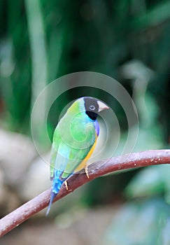 Black faced Gouldian Finch