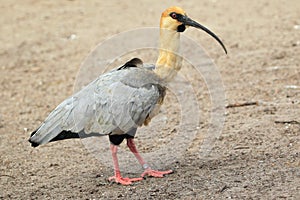 Black-faced ibis