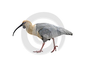 Black-faced ibis isolated