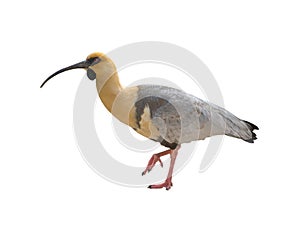 Black-faced ibis isolated on white background photo