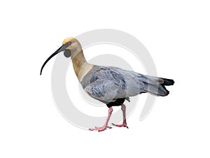 black-faced ibis isolated on white photo