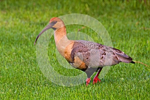 Black-faced ibis roaming in the field in Patagonia, Argentina