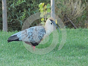 Black-faced Ibis Walking In A Garden 