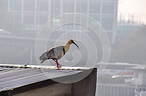 Black-faced Ibises, in Valdivia, Chile