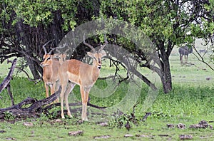 Black faced impala