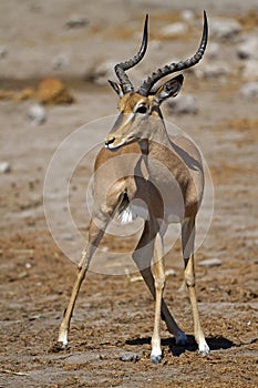 Black-faced impala