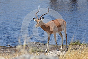 Black-faced impala Aepyceros melampus in the Etosha National Park in Namibia