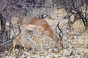 Black-faced Impala, Aepyceros melampus petersi in the bush Namibia