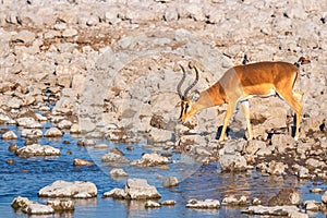 Black-faced impala Aepyceros melampus petersi drinking at the Okaukuejo waterhole, Etosha National Park, Namibia.