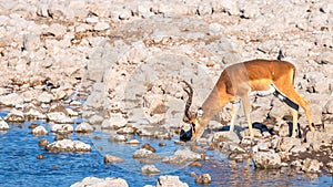 Black-faced impala Aepyceros melampus petersi drinking at the Okaukuejo waterhole, Etosha National Park, Namibia.