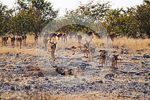 Black-faced impala, Aepyceros melampus petersi in Etosha Park, Namibia