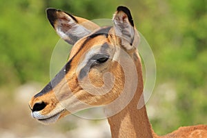 Black-faced Impala - African Wildlife Background - Colors in Nature