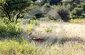 A black-faced impala antelopes (Aepyceros melampus)