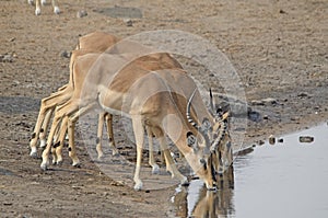 Black-faced impala drinking at waterhole, Etosha