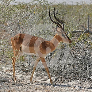 Black-faced Impala in Etosha National Park, Namibia