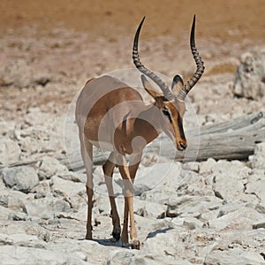 Black-faced Impala in Etosha National Park, Namibia