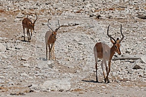 Black-faced Impala in Etosha National Park, Namibia