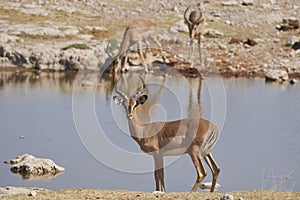 Black-faced Impala in Etosha National Park, Namibia