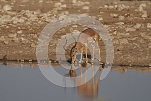 Black-faced Impala in Etosha National Park, Namibia