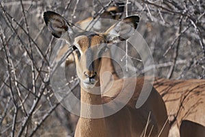 Black-faced Impala in Etosha National Park, Namibia